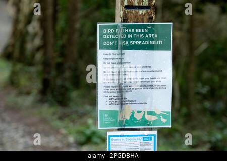 Un avviso pubblico che informa che l'influenza aviaria è stata rilevata nell'area che si trova in una zona AIPZ con un ordine di alloggio obbligatorio Foto Stock