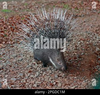 22 marzo 2023, Sassonia-Anhalt, Thale: Nello zoo di Hexentanzplatz a Thale, sui monti Harz, è riapparso uno dei portici mancanti. La signora maiale 'Brain' è tornato al giardino zoologico da sola. Il suo partner 'Pinky' è ancora in movimento. Fu avvistato a 10 chilometri di distanza, ma fuggì di nuovo. Non è chiaro se sarà mai ritrovato. I due portici erano scomparsi da sabato. Foto: Matthias Bein/dpa Foto Stock