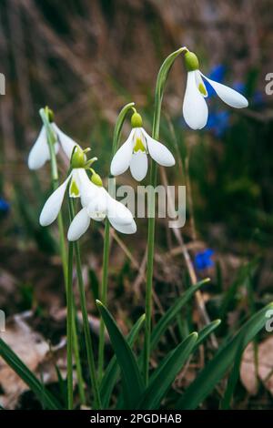 Le prime gocce di neve primaverile nella natura selvaggia. Fiori di Galanthus in natura Foto Stock