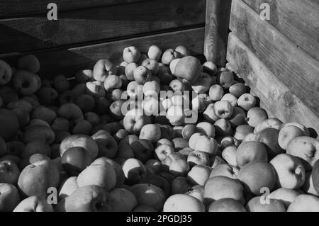 Mele biologiche appena raccolte in contenitore di legno ai raggi dorati del sole. Foto storica in bianco e nero. Foto Stock