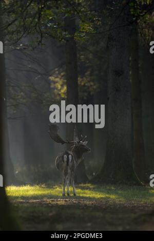 Cervo, maschio, buck, in un punto luminoso su una radura nel bosco. Foto Stock