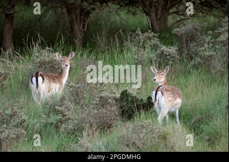 Daino, due vacche di daino che pascolano ai margini della foresta, girandosi, guardando. Foto Stock