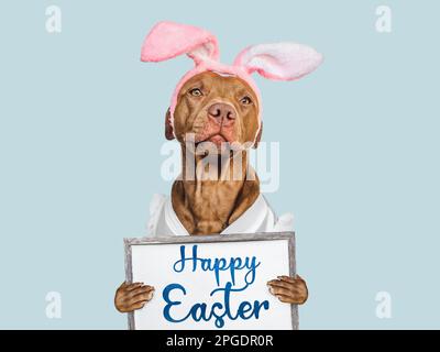 Buona Pasqua. Amabile, cucciolo grazioso e messaggio di congratulazioni. Primo piano, ripresa da studio, interno. Luce diurna. Congratulazioni per la famiglia, i cari, rela Foto Stock