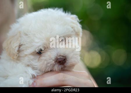 Ritratto di un simpatico cucciolo bolognese di Bichon. Sta riposando nelle mani del suo proprietario femminile. Sfondo verde. Foto Stock