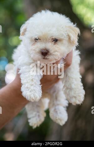 Un uomo tiene un cucciolo bolognese di Bichon. Cute cane bianco è nelle braccia di un uomo. Sfondo verde. Foto Stock