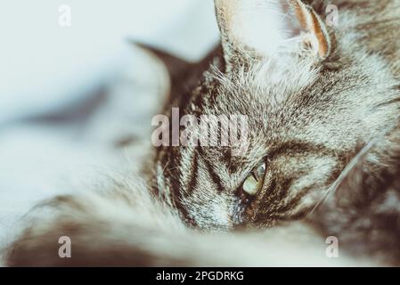 Close-up di un tabby cat's face Foto Stock