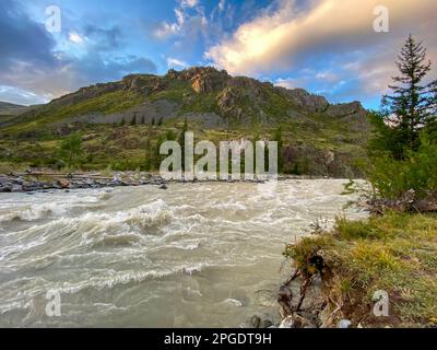 Il fiume di montagna Chuya con acqua corrente e fangosa scorre tra rocce e montagne con abeti in acqua e la foresta e la costa di pietra ad Altai Foto Stock