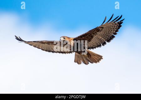 Falco dalla coda rossa in volo, British Columbia, Canada Foto Stock