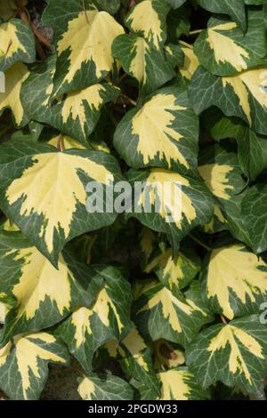 Impianti di arrampicata, scalatore, Ivy inglese, Hedera Helix, Gold, Foglie, pianta Foto Stock