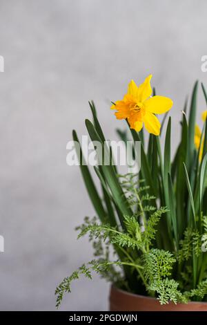 Primo piano di narcisi gialle che crescono in una pentola Foto Stock
