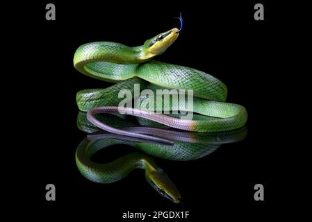 Primo piano di un serpente da corsa a coda rossa su sfondo nero Foto Stock