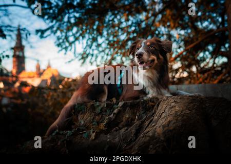 Pastore Australiano di fronte a Freiburger Münster Foto Stock