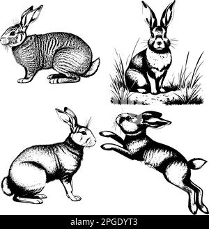 Immagine vettoriale di una lepre. Illustrazione vintage di conigli. Illustrazione Vettoriale