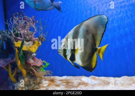 Bella pesce brillante Platax teira, longfin batfish in acqua blu di acquario. Pesci tropicali sullo sfondo della barriera corallina acquatica in oceanarium poo Foto Stock