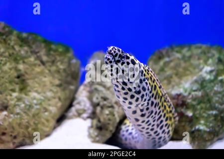 Gymnothorax favagineus o pesce morena allacciato che nuotano fuori dal suo nascondiglio. Anguilla Moray a nido d'ape in acquario, piscina oceanarium con barriera corallina Foto Stock