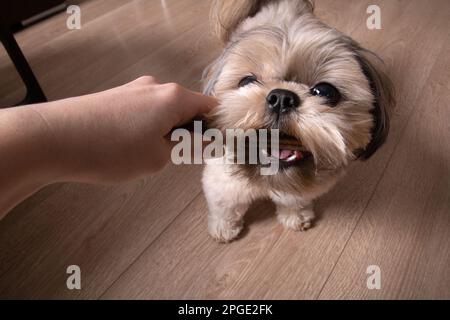 foto di un cane purefatto che tiene un bastone spazzolante nei denti e guarda la macchina fotografica Foto Stock