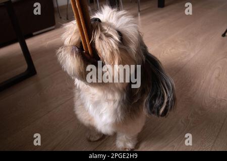 Foto Shih Tzu mordendo un bastone commestibile da una mano umana Foto Stock