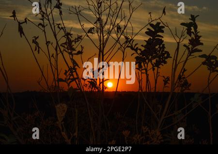 Tramonto nell'altopiano centrale del bioma brasiliano Cerrado. Il sole sta quasi toccando l'orizzonte, messo a fuoco tra le sagome delle erbe. Foto Stock