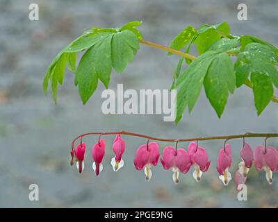 Primo piano dei fiori e delle foglie del cuore piangente della pianta, Lamprocapnos spectabilis Foto Stock