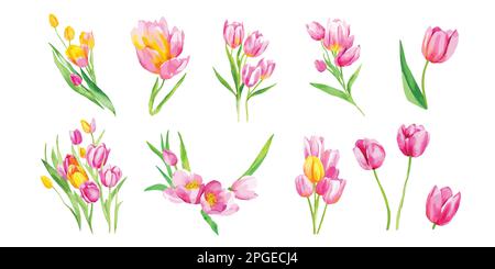 Fiori di tulipano rosa isolati su uno sfondo bianco, collezione di fiori per la creazione di inviti, biglietti, biglietti di auguri in stile vintage. Illustrazione Vettoriale