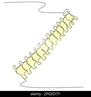 Colonna vertebrale in una riga con una silhouette colorata su un isolato bianco. Illustrazione Vettoriale