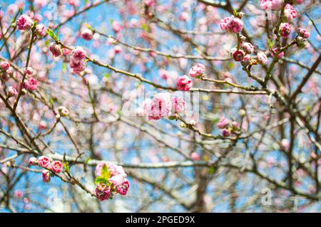 Foto sfocata fiori rosa fioritura su albero di ciliegio all'aperto. Sfondo sfocato di un bel ciliegio in fiore. Foto Stock