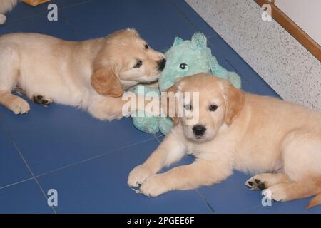 due giovani cuccioli di recupero d'oro, compagni di cucciolata, con un soffice drago giocattolo sul pavimento blu Foto Stock