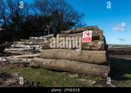 Cartello di avvertimento rosso non salire su pile di legno su una pila di tronchi di alberi abbattuti lasciati per la stagionatura, Regno Unito Foto Stock