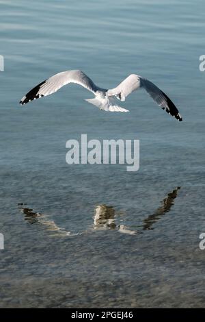 Un piccolo gabbiano ad anello grigio e bianco che sorvola il mare Foto Stock