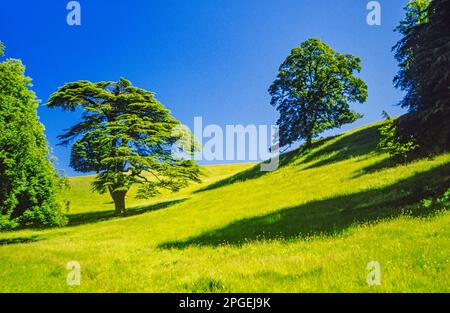 Alberi su un lato di collina coperto di erba vicino Bristol Foto Stock