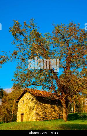 Albero e Casa sul campo con Vista montagna in autunno in Lombardia. Foto Stock