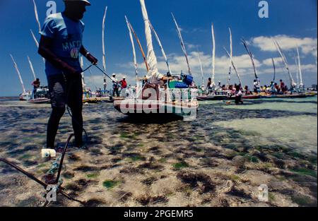 Il gommone tira la sua jangada nelle piscine naturali formate dalle barriere coralline, dove i turisti godono di bar galleggianti. Maceió, Alagoas state, Brasile. Le piscine si trovano a circa 2 km dalla spiaggia e la distanza può variare a seconda della marea. Durante la bassa marea, le piscine possono essere raggiunte a piedi, mentre durante l'alta marea, i visitatori possono prendere una barca per arrivarci. Foto Stock