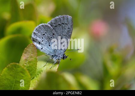 Faulbaum-Bläuling, Faulbaumbläuling, Bläuling, Celastrina argiolus, Celestrina argiolus, Cyaniris argiolus, Lycaena argiolus, Holly Blue, Holly-Blue, Foto Stock