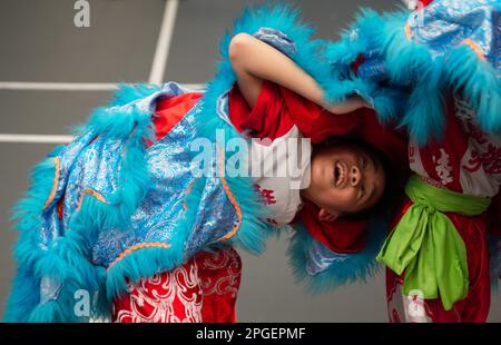 I bambini si allenano per lo spettacolo di danza leone alla Federazione delle Arti Marziali di Luk Chee fu a Quarry Bay. La Federazione delle Arti Marziali di Luk Chee fu fu fondata nel 1931, fornendo la tradizionale danza del leone e del drago, le arti marziali, il chiropratico cinese e il servizio di medicina cinese. Nel 1934, il Maestro Luk Chee fu fondò la Federazione delle Arti Marziali di Luk Chee fu a Hong Kong per insegnare le arti marziali e la danza dei leoni. Il maestro Luk ha trascorso una vita promuovendo la nobile forma d'arte delle arti marziali sono la danza del leone e del drago; e allo stesso tempo ha servito la comunità e ha offerto innumerevoli prestazioni di beneficenza, cure mediche Foto Stock