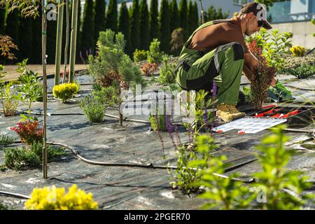 Paesaggistica caucasica e Giardinaggio Contractor nel suo 40s Building Drip Irrigation System nel giardino del cortile Foto Stock