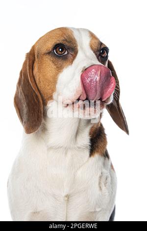 Beagle lecca la bocca Foto Stock