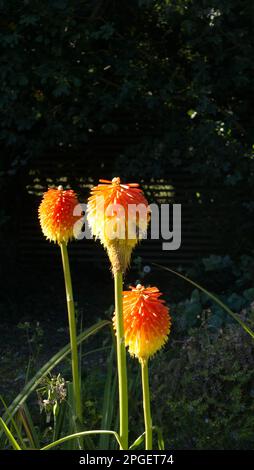 L'angolo tende la mooth su una mazza calda rossa Foto Stock