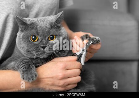 Il veterinario taglia le unghie di un gatto di razza britannica. Cura degli animali domestici. La ragazza taglia gli artigli di un gatto grigio primo piano. Un attrezzo per il taglio delle griffe Foto Stock