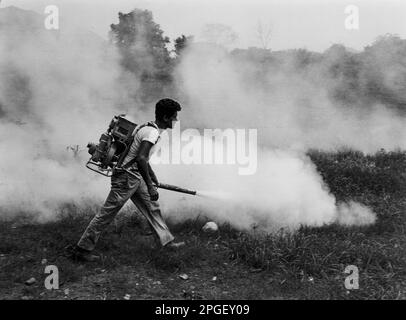 Indonesia 1980, insetticida avvelenato è spruzzato su un campo agricolo, senza alcuna protezione per il lavoratore. Foto Stock