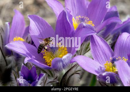 Ape di miele, in, Fiore, Pulsatilla grandis, fiore di Pasque, Ape, polline, primavera, insetto Foto Stock