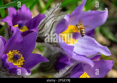 Api mellifera europee, Apis mellifera, insetto, fiore, fiore di Pasque, Pulsatilla vulgaris primi fiori in primavera Foto Stock