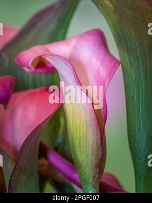 Primo piano di un giglio di calla rosa (Zantedeschia aethiopica) conosciuto anche come giglio di arum Foto Stock