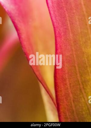 Primo piano di un giglio di calla rosa (Zantedeschia aethiopica) conosciuto anche come giglio di arum Foto Stock