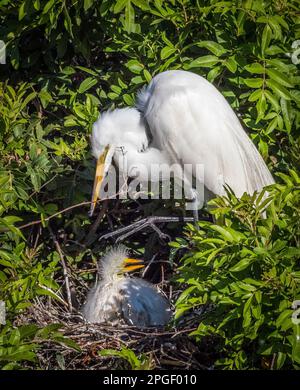 Grande o americano Egret con pulcini al Venice Audubon Rookery a Venice Florida USA Foto Stock