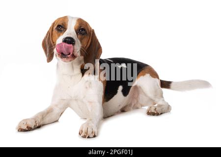 Cane Beagle sdraiato isolato su sfondo bianco Foto Stock