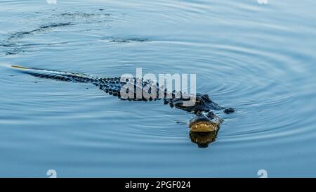 Rituali di corteggiamento di due alligatori americani (Alligator missispiensis) al Venice Audubon Rookery di Vneice Florida USA Foto Stock