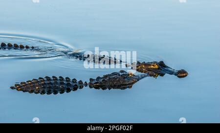 Rituali di corteggiamento di due alligatori americani (Alligator missispiensis) al Venice Audubon Rookery di Vneice Florida USA Foto Stock