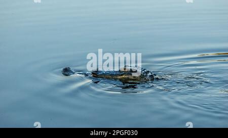 Rituali di corteggiamento di due alligatori americani (Alligator missispiensis) al Venice Audubon Rookery di Vneice Florida USA Foto Stock