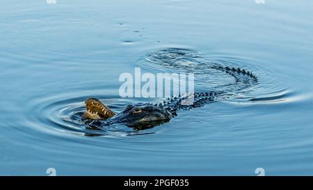 Rituali di corteggiamento di due alligatori americani (Alligator missispiensis) al Venice Audubon Rookery di Vneice Florida USA Foto Stock