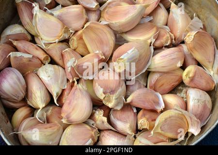 Gli spicchi d'aglio si separarono dalle teste prima di piantare nel terreno. Foto Stock